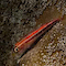Blenny
